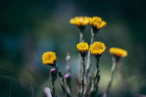 A selective focus shot of yellow coltsfoot flowers in the garden *** einer selektive Fokus erschossen des Gelb Huflattich Blumen ÊIn der Garten 19115775 RECORD DATE NOT STATED