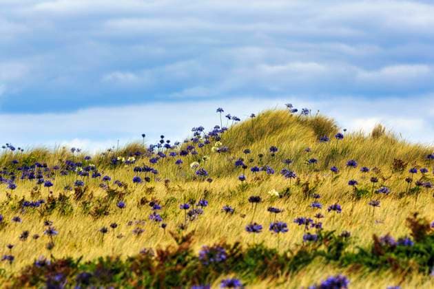 Creative Highlights World Dünenlandschaft, blaue und weiße Schmucklilien (Agapanthus), Liebesblumen, Insel Tresco, Isles of Scilly, Cornwall, England, Großbritannien, Europa *** Dunescape, Blue and Whites Jewelry lilies Agapanthus , Love flowers, Island Tresco, Isles of Scilly, Cornwall, England, Great Britain, Europe Copyright: imageBROKER/AngelaxtoxRoxel ibxato09449213.jpg