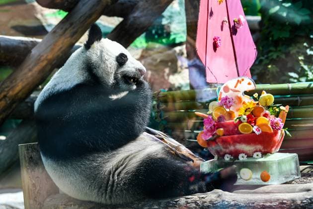 Bilder des Jahres 2023, Entertainment 07 Juli Entertainment Themen der Woche KW30 Bilder des Tages (230730) -- MOSCOW, July 30, 2023 -- Giant panda Dingding enjoys a birthday meal during her birthday celebration at the Moscow Zoo in Moscow, capital of Russia, July 30, 2023. Two giant pandas from China, Ruyi and Dingding, who have been living at the Moscow Zoo since 2019, enjoyed their birthday celebrations in Russia on Sunday. ) RUSSIA-MOSCOW-GIANT PANDAS-BIRTHDAY CaoxYang 
