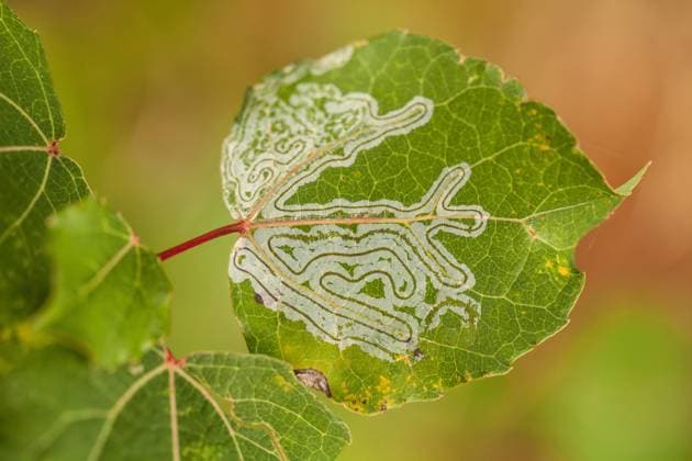 Creative Highlights World Miniermotte, Phyllocnistis labyrinthella (Phyllocnistis labyrinthella), Blattminen in den Blaettern der Zitter-Pappel (Populus tremula), Deutschland eaf miner (Phyllocnistis labyrinthella), leaf mines in the leaves of common aspen, Populus tremula, Germany BLWS692085 *** Leaf miner, Phyllocnistis labyrinthella Phyllocnistis labyrinthella , Blattminen in the Blaettern the Zitter Poplar Populus tremula , Germany EAF Miner Phyllocnistis labyrinthella , Leaf Mines in The Leaves of Common aspen, Populus tremula, Germany BLWS692085 Copyright: xblickwinkel M.xWuchenauerx
