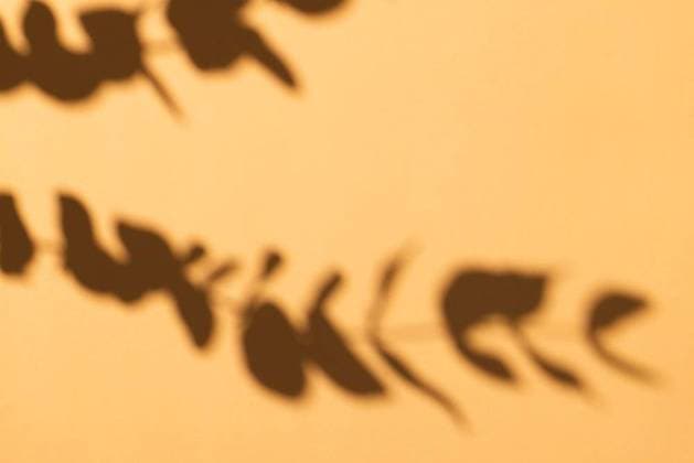 Close up of shadow of plant leaves and copy space on yellow background Close up of shadow of plant leaves and copy space on yellow background. Shadow, plant, shape and colour concept., model released, , property released, Cape Town, South Africa, 2023-06-06T22:00:00.000Z, 4137808.jpg, close up,shadow,plant,leaf,copy space,yellow background,shape,colour,concept,garden,green,design,flower,abstract,natural,graphic,background,illustration,floral,spring,color,element,pattern,flora,nature,texture,fresh,closeup,symbol,copy,space,yellow