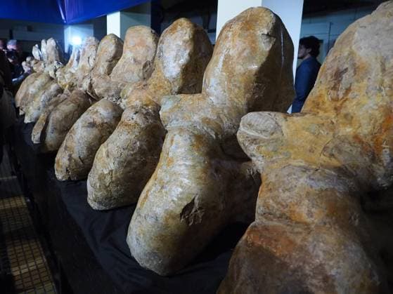 August 2, 2023, Lima, Lima, Peru: Fossilized vertebrae of the Perucetus Colossus , the heaviest animal in the history of the earth, at the Natural History Museum of the National University of San Marcos (UNMSM). The Perucetus Colossus was a cetacean that lived 39 million years ago and it is believed that, with a length of 20 meters, it weighed 199 tons. The Fossil was discovered by the Peruvian Paleontologist Mario Urbina in 2013 in the Ica desert. Lima Peru - ZUMAg240 20230802_zip_g240_001 Copyright: xCarlosxGarciaxGranthonx