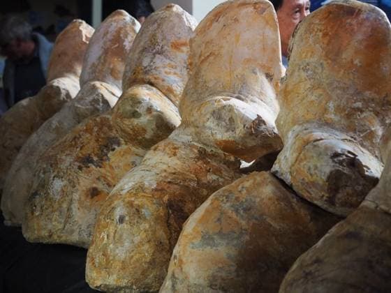 August 2, 2023, Lima, Lima, Peru: Fossilized vertebrae of the Perucetus Colossus , the heaviest animal in the history of the earth, at the Natural History Museum of the National University of San Marcos (UNMSM). The Perucetus Colossus was a cetacean that lived 39 million years ago and it is believed that, with a length of 20 meters, it weighed 199 tons. The Fossil was discovered by the Peruvian Paleontologist Mario Urbina in 2013 in the Ica desert. Lima Peru - ZUMAg240 20230802_zip_g240_005 Copyright: xCarlosxGarciaxGranthonx