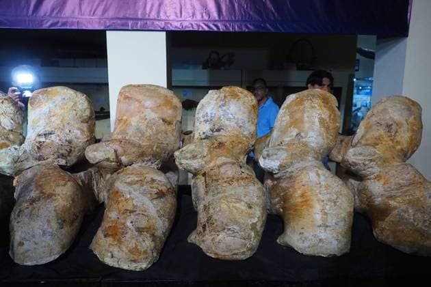 August 2, 2023, Lima, Lima, Peru: Fossilized vertebrae of the Perucetus Colossus , the heaviest animal in the history of the earth, at the Natural History Museum of the National University of San Marcos (UNMSM). The Perucetus Colossus was a cetacean that lived 39 million years ago and it is believed that, with a length of 20 meters, it weighed 199 tons. The Fossil was discovered by the Peruvian Paleontologist Mario Urbina in 2013 in the Ica desert. Lima Peru - ZUMAg240 20230802_zip_g240_003 Copyright: xCarlosxGarciaxGranthonx