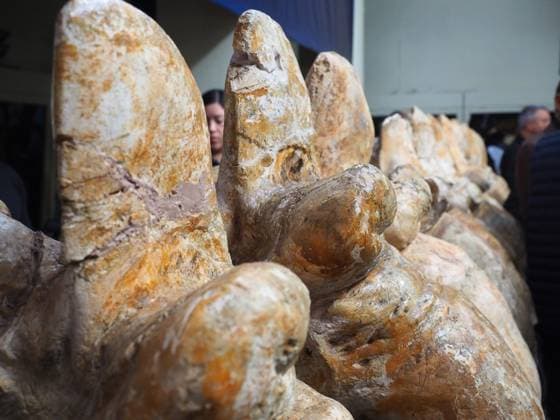August 2, 2023, Lima, Lima, Peru: Fossilized vertebrae of the Perucetus Colossus , the heaviest animal in the history of the earth, at the Natural History Museum of the National University of San Marcos (UNMSM). The Perucetus Colossus was a cetacean that lived 39 million years ago and it is believed that, with a length of 20 meters, it weighed 199 tons. The Fossil was discovered by the Peruvian Paleontologist Mario Urbina in 2013 in the Ica desert. Lima Peru - ZUMAg240 20230802_zip_g240_010 Copyright: xCarlosxGarciaxGranthonx