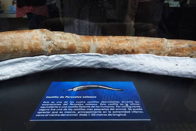 August 2, 2023, Lima, Lima, Peru: Fossilized rib of the Perucetus Colossus , the heaviest animal in the history of the earth, at the Natural History Museum of the National University of San Marcos (UNMSM). The Perucetus Colossus was a cetacean that lived 39 million years ago and it is believed that, with a length of 20 meters, it weighed 199 tons. The Fossil was discovered by the Peruvian Paleontologist Mario Urbina in 2013 in the Ica desert. Lima Peru - ZUMAg240 20230802_zip_g240_007 Copyright: xCarlosxGarciaxGranthonx
