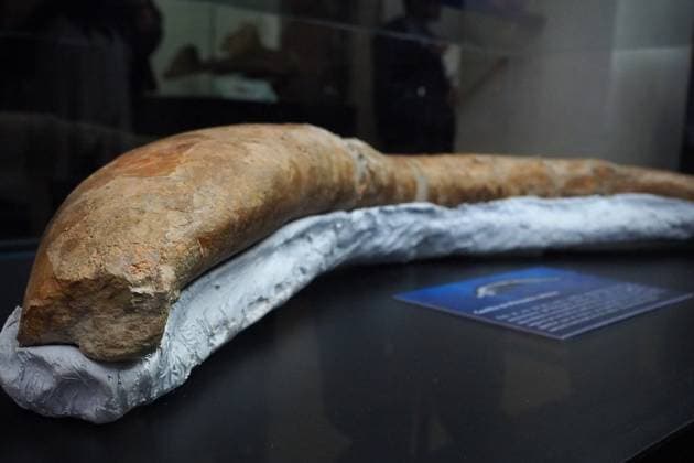 August 2, 2023, Lima, Lima, Peru: Fossilized rib of the Perucetus Colossus , the heaviest animal in the history of the earth, at the Natural History Museum of the National University of San Marcos (UNMSM). The Perucetus Colossus was a cetacean that lived 39 million years ago and it is believed that, with a length of 20 meters, it weighed 199 tons. The Fossil was discovered by the Peruvian Paleontologist Mario Urbina in 2013 in the Ica desert. Lima Peru - ZUMAg240 20230802_zip_g240_009 Copyright: xCarlosxGarciaxGranthonx