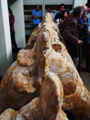 August 2, 2023, Lima, Lima, Peru: Fossilized vertebrae of the Perucetus Colossus , the heaviest animal in the history of the earth, at the Natural History Museum of the National University of San Marcos (UNMSM). The Perucetus Colossus was a cetacean that lived 39 million years ago and it is believed that, with a length of 20 meters, it weighed 199 tons. The Fossil was discovered by the Peruvian Paleontologist Mario Urbina in 2013 in the Ica desert. Lima Peru - ZUMAg240 20230802_zip_g240_011 Copyright: xCarlosxGarciaxGranthonx