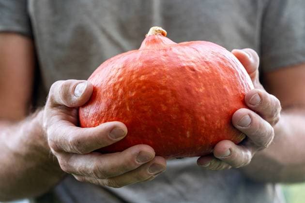 Langweid, Bavaria, Germany - August 3, 2023: A farmer holds a freshly harvested Hokkaido pumpkin. Symbolic image agriculture and pumpkin harvest *** Ein Landwirt hält einen frisch geernteten Hokkaidokürbis in der Hand. Symbolbild Landwirtschaft und Kürbisernte