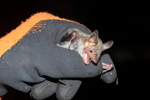 Großes Mausohr (Myotis myotis) nach der Beringung wird das Tier wieder freigelassen, Brandenburg, Deutschland, Europa *** Big Mouse-Clock Myotis Myotis to the Ringing will the Animal again released, Brandenburg, Germany, Europe Copyright: imageBROKER DieterxMahlke ibxdim09469100.jpg