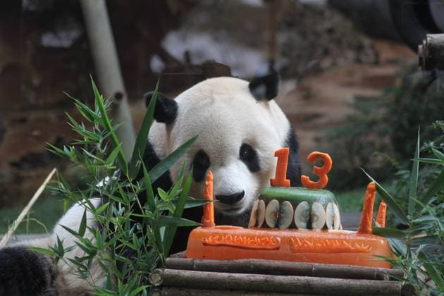 Bilder des Jahres 2023, Entertainment 08 August Entertainment Themen der Woche KW31 Entertainment Bilder des Tages (230805) -- BOGOR, Aug. 5, 2023 -- Giant panda Cai Tao is seen during a celebration for his 13th birthday at Taman Safari in Bogor, West Java, Indonesia, Aug. 5, 2023. The giant pandas Cai Tao and Hu Chun from southwest China s Sichuan Province have been living in the safari park since 2017. (Photo by Xinhua) INDONESIA-BOGOR-GIANT PANDA-CAI TAO-BIRTHDAY CELEBRATION SandikaxFadilah 
