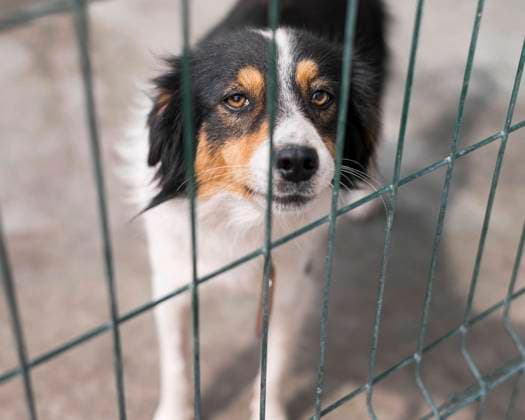  Traurige Rettung Hundezaun Adoption Tierheim *** Sad Rescue Dog fence Adoption Animal shelter Copyright: imageBROKER/OleksandrxLatkun ibxole09451687.jpg