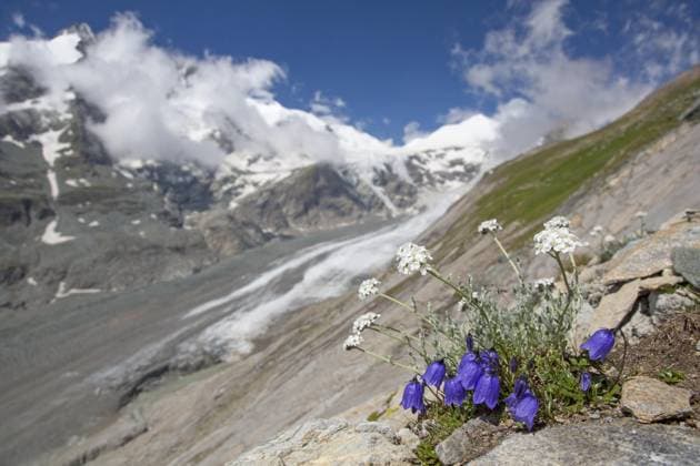 Creative Highlights World Ährige Glockenblume, Fingerhut (Campanula cochleariifolia) in Blüte in den Alpen, Nationalpark Hohe Tauern, Kärnten, Österreich, Europa *** Ährige Bellflower, Thimble Campanula cochleariifolia in Flower in the Alps, National Park high Tauern, Carinthia, Austria, Europe Copyright: imageBROKER/alimdix/xArterrax/xSven-ErikxArndt ibltsm09479555.jpg