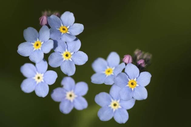  Blüten des Wasservergissmeinnichts (Myosotis palustris) (scorpioides) *** Flowers of Water forget-me-nots Myosotis palustris scorpioides Copyright: imageBROKER/alimdix/xArterrax/xWouterxPattyn ibltsm09480193.jpg