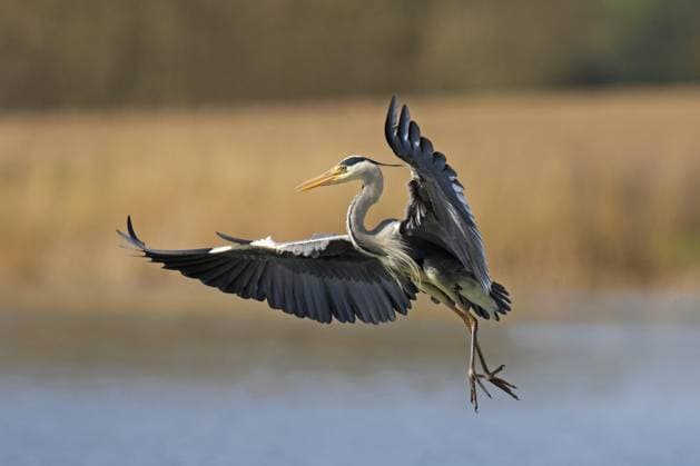 Creative Highlights World Graureiher (Ardea cinerea) bei der Landung mit ausgebreiteten Flügeln im seichten Wasser eines Sees *** Grey heron Ardea cinerea at the Landing with expanded Wings at shallow Water one Lakes Copyright: imageBROKER/alimdix/xArterrax/xSven-ErikxArndt ibltsm09482495.jpg
