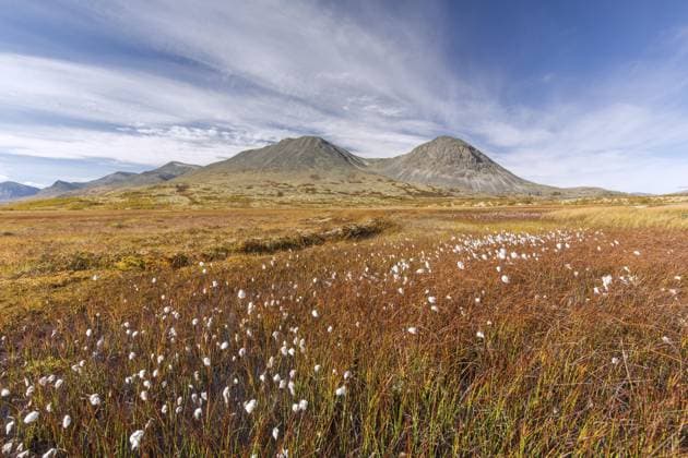 Creative Highlights World Moor mit Wollgras, Gemeinem Seidelbast und dem Stygghøin, Stygghoin Gebirge im Døraldalen im Herbst, Rondane NP, Innlandet, Oppland, Norwegen, Europa *** Moor with Cotton grass, Gemeinem Daphne and the Stygghøin, Stygghoin Mountains at Draldalen at Autumn, Rondane NP, Innlandet, Oppland, Norway, Europe Copyright: imageBROKER/alimdix/xArterrax/xSven-ErikxArndt ibltsm09483093.jpg