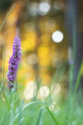 Dichtblütige Mückenhändelwurz Die Mückenhändelwurz ist eine Orchidee mit zartrosa Blättern. Die Dichtblütige Mückenhändelwurz ist eine Varietät, die mehr Blüten hat. Diese stehen dicht beieinander. Unten sind die Blätter von Graslilien erkennbar. Oben bildet das Licht der Sonne zwischen den Bäumen ein Bokeh aus Lichtkreisen in weiß und goldgelb. Copyright: xZoonar.com TanjaxKreßx 17260815