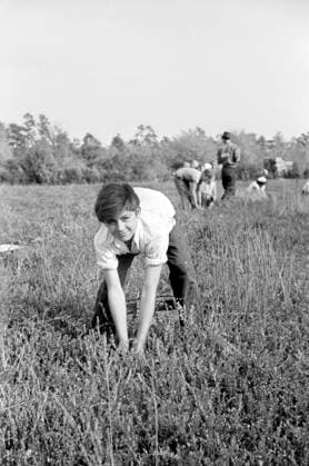 Cranberry Picker, Burlington County, New Jersey, USA, Arthur Rothstein, U.S. Farm Security Administration, October 1938  Copyright: xCircaxImagesx ghi-circa01610