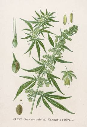 PLANTS CANNABIS SATIVA MARIJUANA, INDIAN HEMP also known by several other names A medicinal plant which has been prescribed for almost every ailment Date: late 19th century  Copyright: Copyrightx(c)Geminix2023.xCredit:xGemini 10044623