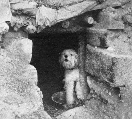 Sheepdog guarding French trench, WW1 A sheepdog guarding a French trench, seen here at the entrance to a dugout. Date: 1915  Copyright: Copyrightx(c)Geminix2023.xCredit:xGemini 10934327