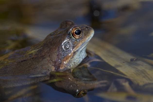 Moorfrosch (Rana arvalis) weiblich im Teich *** Moor Frog Rana Arvalis female at Pond Copyright: imageBROKER alimdix xArterrax xSven-ErikxArndt ibltsm09492084.jpg