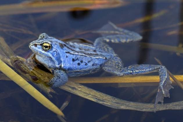 Moorfrosch (Rana arvalis) blau gefärbtes Männchen, das während der Brutzeit im Frühjahr im Teich schwimmt *** Moor Frog Rana Arvalis Blue colored Male, the during the Incubation period at Spring at Pond swims Copyright: imageBROKER alimdix xArterrax xSven-ErikxArndt ibltsm09492087.jpg