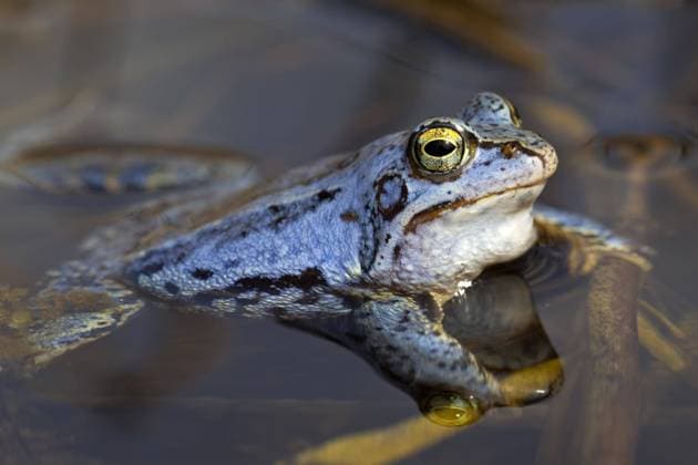 Moorfrosch (Rana arvalis) blau gefärbtes Männchen, das während der Brutzeit im Frühjahr im Teich schwimmt *** Moor Frog Rana Arvalis Blue colored Male, the during the Incubation period at Spring at Pond swims Copyright: imageBROKER alimdix xArterrax xSven-ErikxArndt ibltsm09492088.jpg
