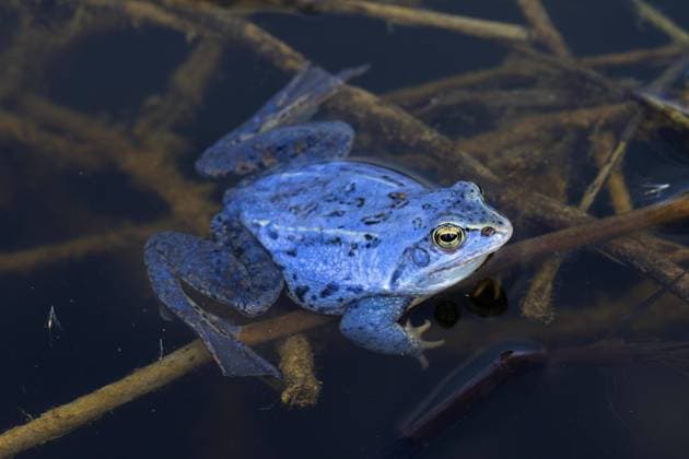 Moorfrosch (Rana arvalis) blau gefärbtes Männchen, das während der Brutzeit im Frühjahr im Teich schwimmt *** Moor Frog Rana Arvalis Blue colored Male, the during the Incubation period at Spring at Pond swims Copyright: imageBROKER alimdix xArterrax xSven-ErikxArndt ibltsm09492092.jpg