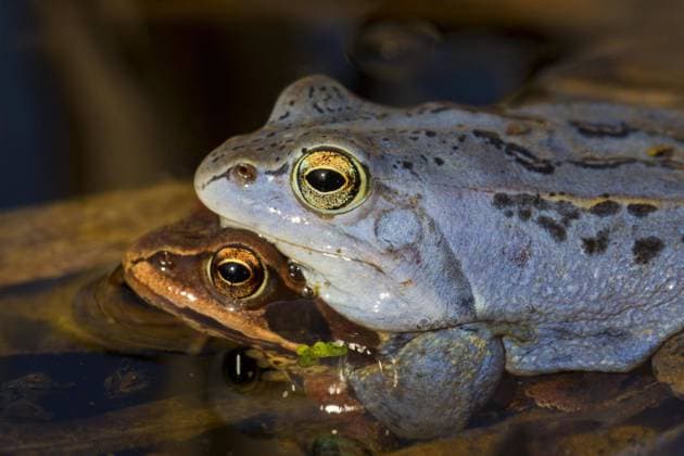 Moorfrosch (Rana arvalis) blau gefärbtes Männchen und Weibchen im Amplexus, die während der Brutzeit im Frühjahr im Teich schwimmen *** Moor Frog Rana Arvalis Blue colored Male and Female at Amplexus, the during the Incubation period at Spring at Pond Swimming Copyright: imageBROKER alimdix xArterrax xSven-ErikxArndt ibltsm09492106.jpg