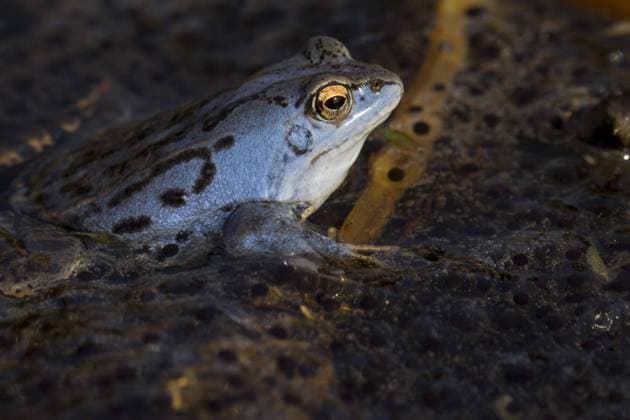 Moorfrosch (Rana arvalis), blau gefärbtes Männchen, das während der Brutzeit im Frühjahr im Teich zwischen Froschlaich schwimmt *** Moor Frog Rana Arvalis , Blue colored Male, the during the Incubation period at Spring at Pond between Froschlaich swims Copyright: imageBROKER alimdix xArterrax xSven-ErikxArndt ibltsm09492110.jpg