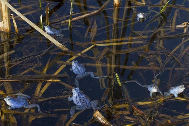 Moorfrösche (Rana arvalis) blau gefärbte Männchen, die während der Brutzeit im Frühjahr im Teich schwimmen *** Moor frogs Rana Arvalis Blue Colored Male, the during the Incubation period at Spring at Pond Swimming Copyright: imageBROKER alimdix xArterrax xSven-ErikxArndt ibltsm09492125.jpg