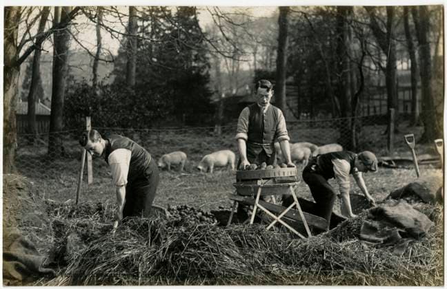 Royal Victoria Hospital Farm Colony, Polton, Scotland Patients planting seed potatoes near the pig enclosure at the Farm Colony at The Royal Victoria Hospital, founded in 1894 and Polton Farm Colony, founded in 1910. Together with the Dispensary these formed the nucleus of the Edinburgh Scheme for combating tuberculosis. In 1914, the Dispensary, Hospital and Farm Colony were given to the City of Edinburgh and the Royal Victoria Tuberculosis Trust was founded. These came under the management of the Royal Victoria and Associated Hospitals NHS Trust in 1948, and the North Lothian District of Lothian Health Board in 1974. Date: circa 1910  Copyright: Copyrightx(c)Geminix2023.xCredit:xGemini 11100846