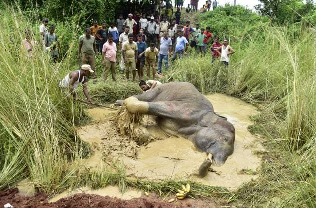 Bilder des Jahres 2023, News 08 August News Themen der Woche KW32 News Bilder des Tages Indien, Verletzter Elefant nach Kollision mit Schnellzug August 10, 2023, Guwahati, Guwahati, India: Assam Forest Employees trying to rescue the seriously injured wild elephant from the muddy area after it is heat by speedy train at Belguri in Kamrup district of Assam India on Thursday 10th August 2023. Guwahati India - ZUMAd163 20230810_zip_d163_004 Copyright: xDasarathxDekax
