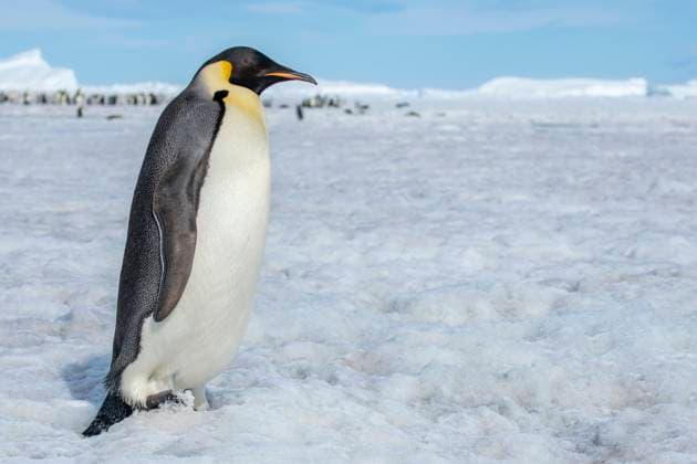 Antarctica, Weddell Sea, Snow Hill. Emperor penguins adult with colony in distance.  Copyright: xCindyxMillerxHopkinsx x AN02 CMI0344