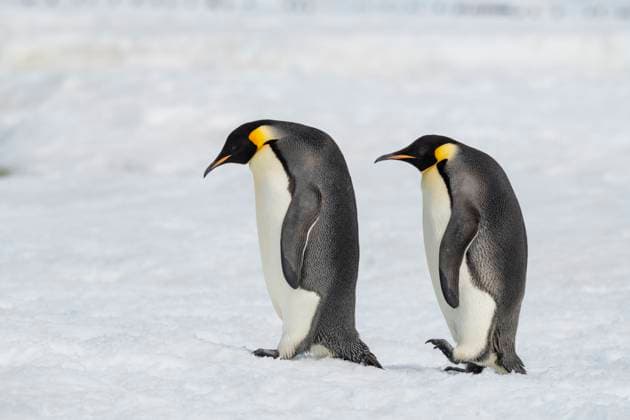 Antarctica, Weddell Sea, Snow Hill. Emperor penguins  Copyright: xCindyxMillerxHopkinsx x AN02 CMI0385