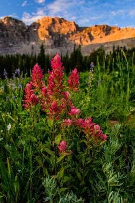 A vertical shot of blooming Celosia flowers on a meadow near cliffs *** einer hoch erschossen des bluehend Celosia Blumen am einer Wiese nahe Klippen 3375042 RECORD DATE NOT STATED