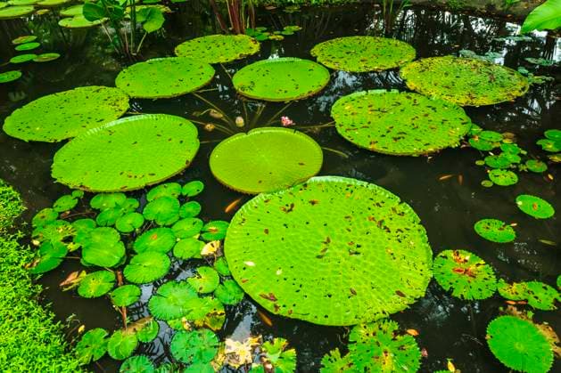 Lilly pads in the Ginger Garden at Singapore Botanic Gardens, Singapore.  Copyright: xRussxBishopx x AS32 RBS0080