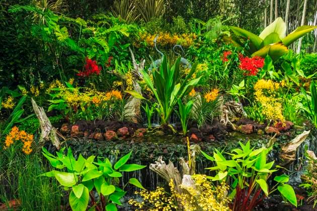 Orchids at the National Orchid Garden, Singapore Botanic Gardens, Singapore.  Copyright: xRussxBishopx x AS32 RBS0082