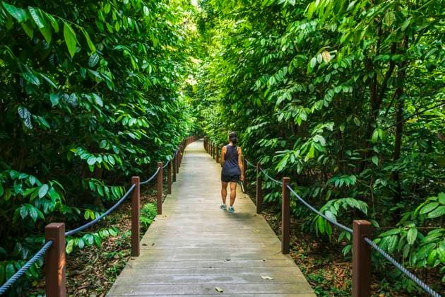 Hiker on the Rain Forest Trail, Singapore Botanic Gardens, Singapore.  Copyright: xRussxBishopx x AS32 RBS0198