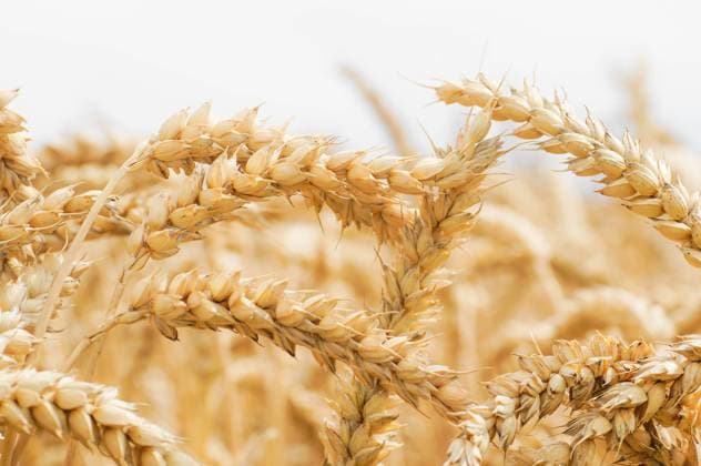 Getreideanbau - Nahaufnahme von Weizenähren auf dem Feld, Hintergrundmotiv. Im Juli und August werden Gerste, Raps, Triticale, Roggen und Weizen meist in dieser Reihenfolge gedroschen. Dank moderner, klimatisierter Landtechnik können im Gegensatz zu früher wenige Menschen schlagkräftig in kurzer Zeit große Flächen abernten. Das ist praktizierter Klimaschutz und garantiert günsige Preise beim Rohstoff Getreide. Region Weser-Ems Niedersachsen Deutschland *** Cereal cultivation Close-up of wheat ears in the field, background motif In July and August, barley, rapeseed, triticale, rye and wheat are usually threshed in this order Thanks to modern, air-conditioned agricultural technology, unlike in the past, few people can harvest large ar