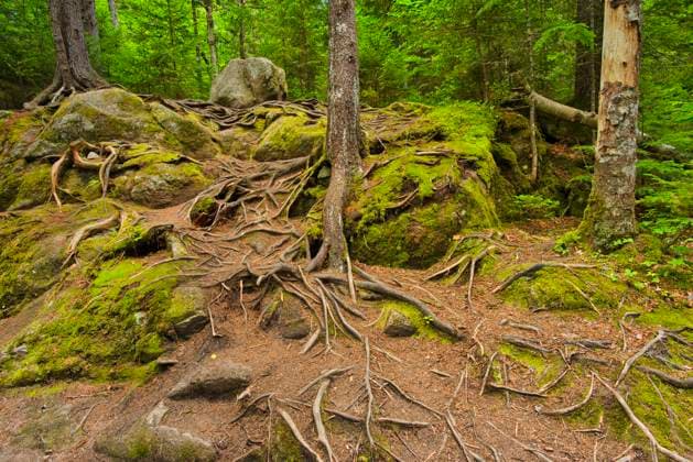 Canada, Quebec, Parc National du Mont-Tremblant. Tree root patterns in forest.  Copyright: xWilliamxD.xJaynesx(BJY)x x CN10 BJY0313
