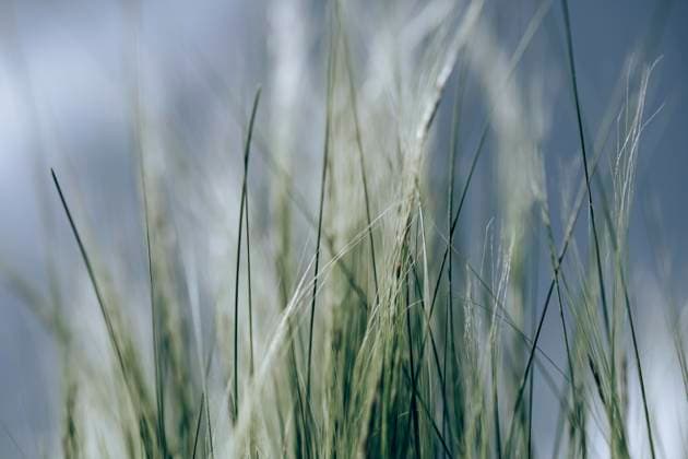 Federgräser (Stipa tenuissima) im Wind in grün und beige, Hintergrund blau verschwommen, Ruhrgebiet, Deutschland, Europa *** Spring grasses Stipa tenuissima at Wind in Green and beige, Background Blue blurred, Ruhr area, Germany, Europe Copyright: imageBROKER ManuelaxHartmann ibxmmh09487781.jpg