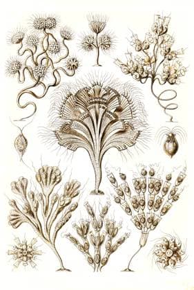 Flagellata, Geißlinge oder Geißeltierchen sind eine Gruppe einzelliger, eukaryotischer Lebewesen, die peitschenähnliche Zellfortsätze besitzen, Kunstformen der Natur, Historisch, um 1840, digital restaurierte Reproduktion einer Vorlage aus dem 19. Jahrhundert