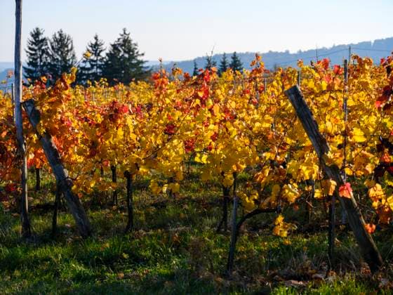 IMAGO Creative, Jahreszeit Herbst auf dem Land Viniculture near Koszeg in Western Transdanubia close to the Austrian border, Hungary  Copyright: xMartinxZwickx x EU13 MZW0810