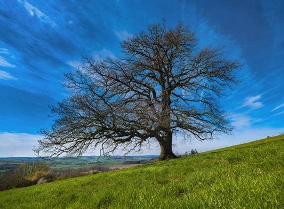 Eiche (Quercus spec.), auf einer Wiese am Hesselberg, Deutschland, Bayern, Mittelfranken, Wittelshofen oak (Quercus spec.), in a meadow on the Hesselberg, Germany, Bavaria, Middle Franconia, Mittelfranken, Wittelshofen BLWS692681 *** Oak Quercus Spec , at a Meadow on Hesselberg, Germany, Bavaria, Middle Franconia, Wittelshofen Oak Quercus Spec , in a Meadow ON The Hesselberg, Germany, Bavaria, Middle Franconia, Middle Franconia, Wittelshofen BLWS692681 Copyright: xblickwinkel N.xNeetzx