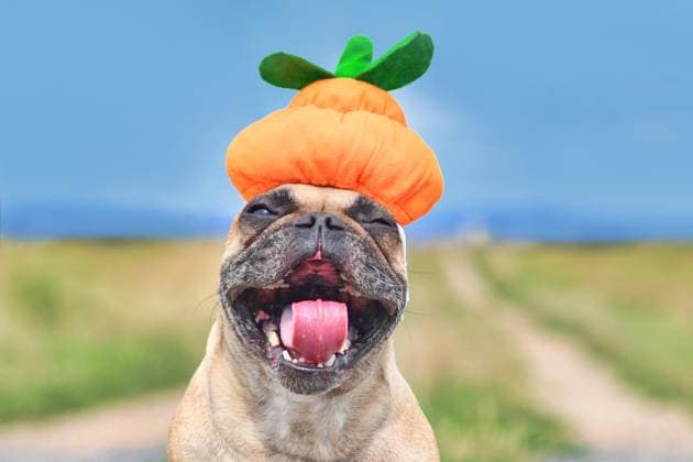 Lustige lachende französische Bulldogge Hund verkleidet sich mit Halloween Kürbis Hut mit Mund weit offen *** Funny Laughter French Bulldog Dog disguised itself with Halloween Pumpkin Hat with Mouth far open Copyright: imageBROKER/Firn ibxmob09485791.jpg