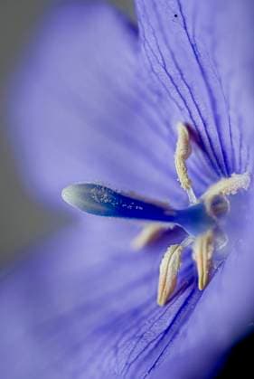 Platycodon grandiflorus, Chinese bellflower, Ballonblume, closeup Platycodon grandiflorus, closeup, Campanulaceae; native to East Asia. The roots are edible. Copyright: xZoonar.com MartinxDr.xBaumgärtnerx 15980907