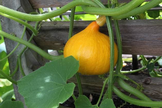  Hokkaido Kürbis, Allgäu, Bayern, Deutschland, Europa *** Hokkaido Pumpkin, Allgäu, Bavaria, Germany, Europe Copyright: imageBROKER/DieterxHopf ibxdeh09497798.jpg