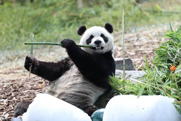 Bilder des Jahres 2023, Entertainment 08 August Entertainment Themen der Woche KW33 Entertainment Bilder des Tages (230816) -- BRUGELETTE, Aug. 16, 2023 -- Giant panda Bao Di has birthday meal at the Pairi Daiza zoo in Brugelette, Belgium, on Aug. 16, 2023. The celebration of the fourth birthday of the panda twins Bao Di and Bao Mei, born on Aug. 8, 2019, was held at the Pairi Daiza zoo on Wednesday. ) BELGIUM-BRUGELETTE-GIANT PANDA TWINS-BIRTHDAY ZhaoxDingzhe 