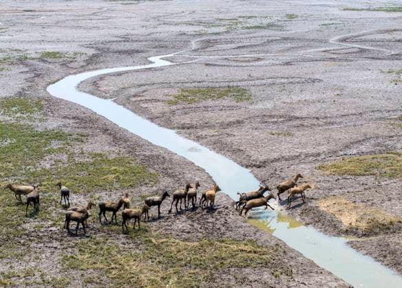 Bilder des Jahres 2023, News 08 August News Themen der Woche KW33 Elks Run in Dongtaitiaozini Wetland in Yancheng, China YANCHENG, CHINA - AUGUST 16, 2023 - Elks run freely in Dongtaitiaozini wetland in Yancheng City, East China s Jiangsu Province, Aug. 16, 2023. In recent years, the Dongtaitiaozini wetland scenic area of the World Natural Heritage Site has strengthened ecological protection, coupled with fresh water and a large area of tender grass, and the population has developed rapidly, from about 50 animals first discovered in 2020 to nearly 900 animals at present. Yancheng Jiangsu China  Copyright: xCFOTOx originalFilename: cfoto-elksruni230817_npjZB.jpg